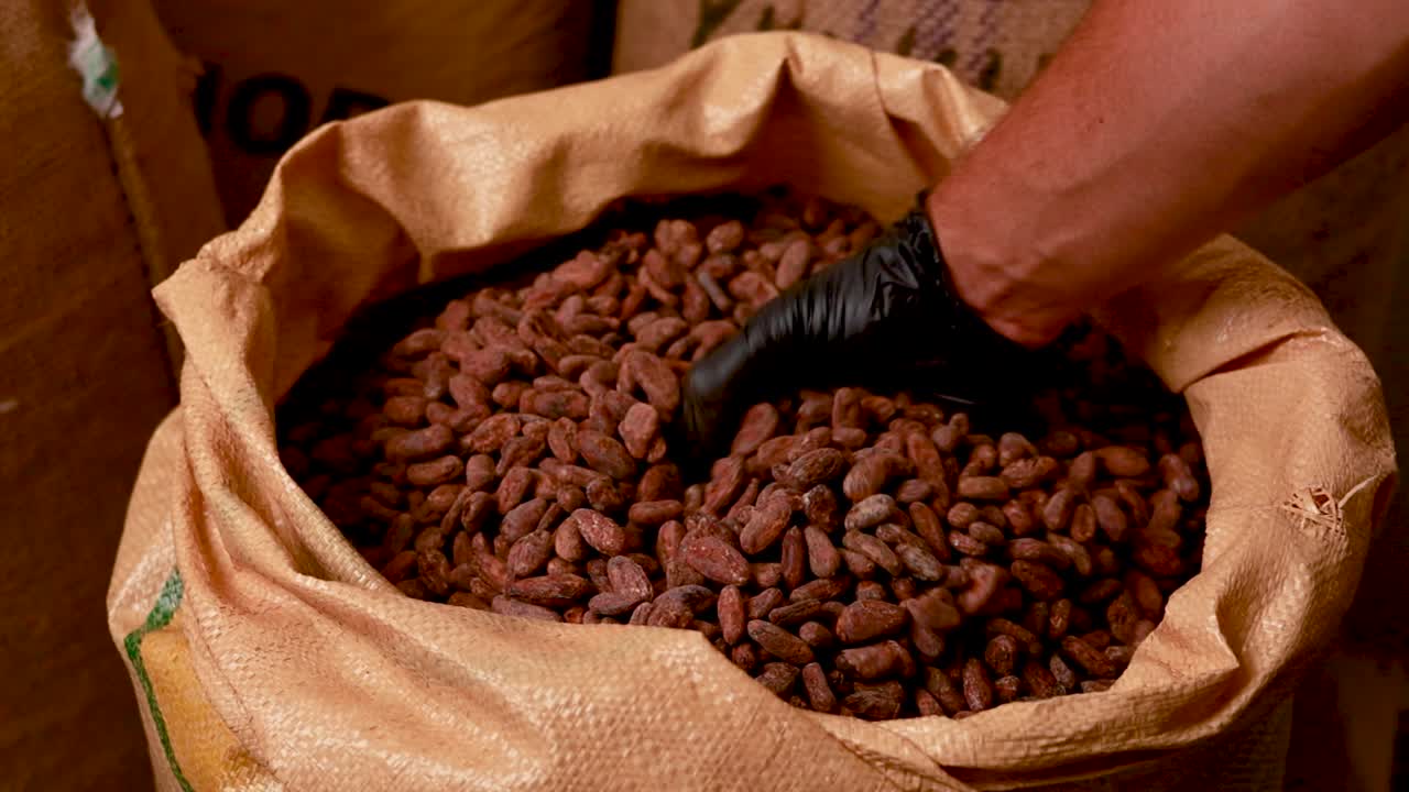 Processando Grãos de Cacau