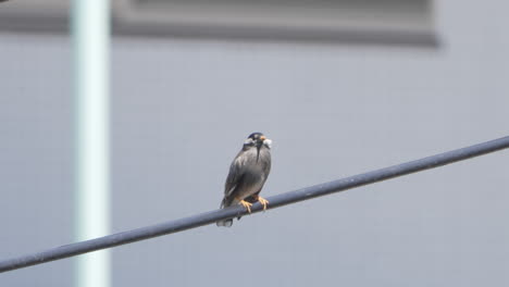 pájaro paseriforme estornino de mejillas blancas posado en una línea eléctrica de cable y luego vuela lejos en tokio, japón