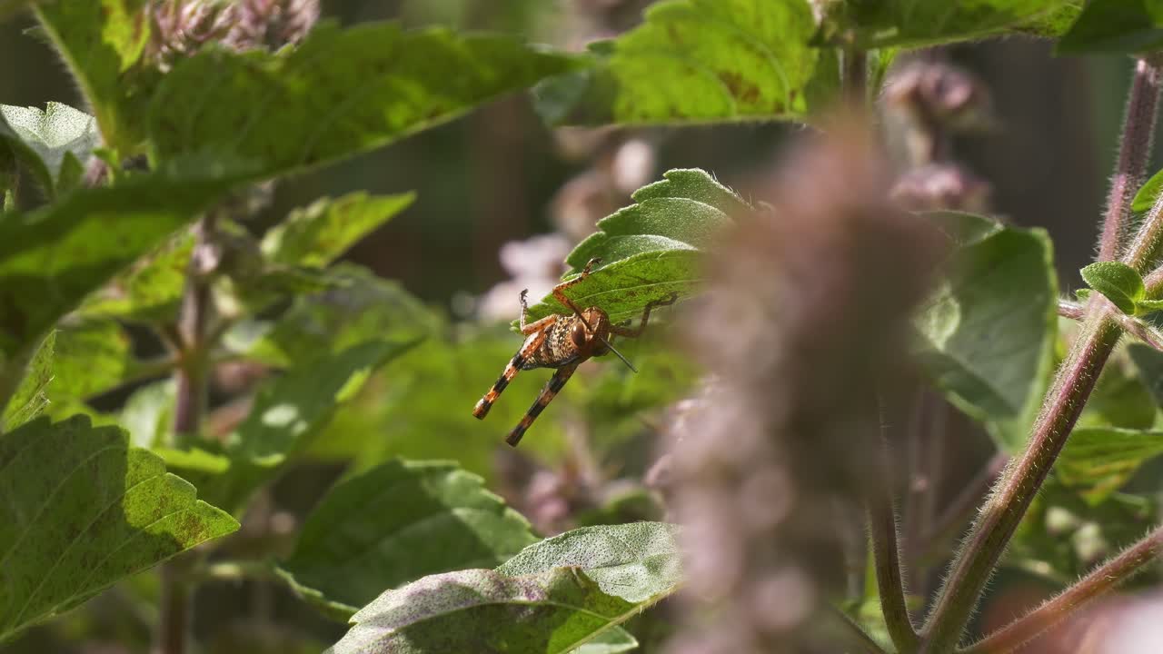 Cavalletta giovane appesa a testa in giù sul bordo di una foglia verde sotto la luce del sole. Primo piano, inquadratura ampia.