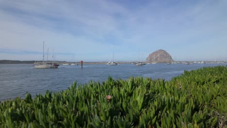 gimbal moving shot of seaside plants in morro bay on the central coast of california. 4k at 60 fps slow motion