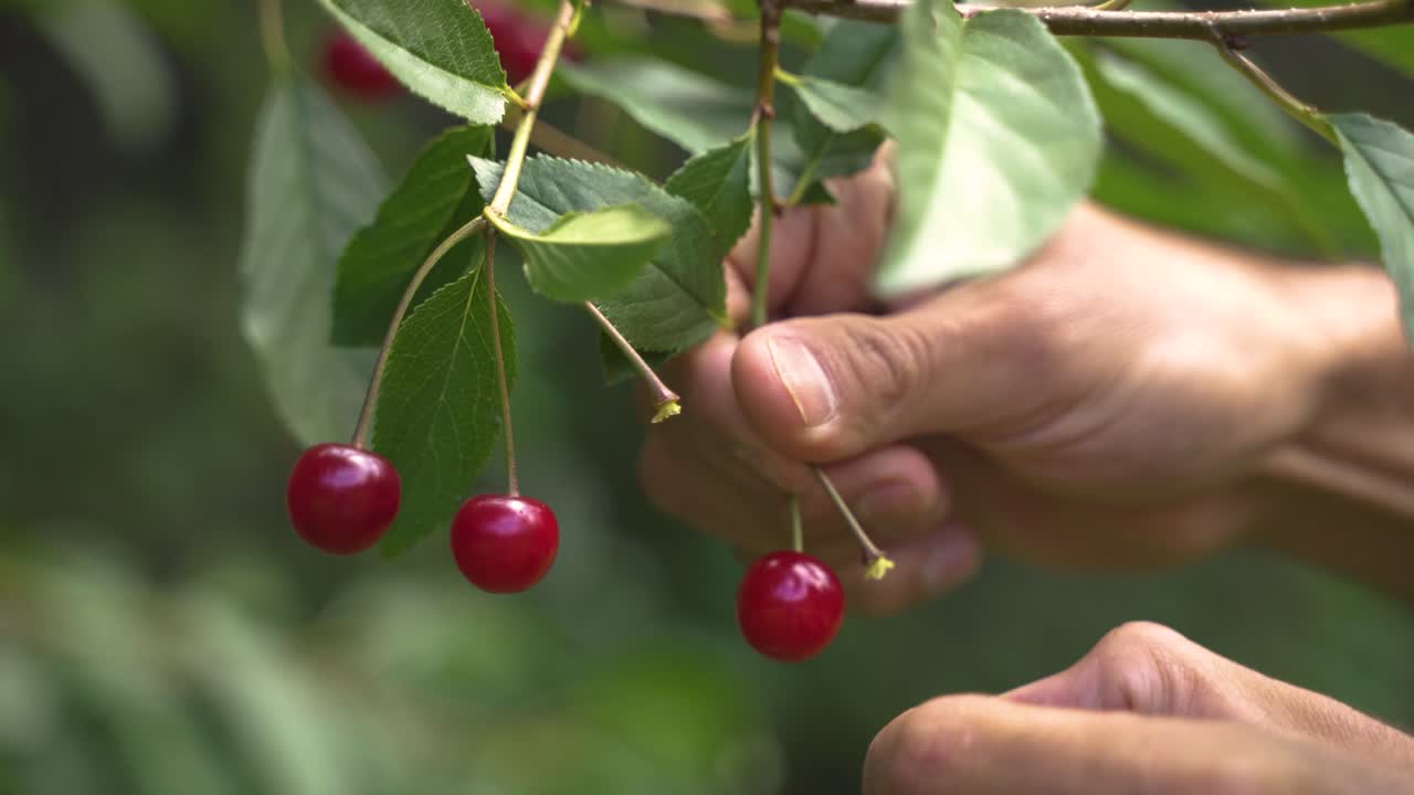 4k primer plano de mano recogiendo pequeña fruta roja del árbol verde