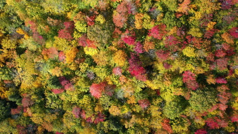 vívido paisaje forestal de cuento de hadas en otoño soleado, vista aérea de pájaros