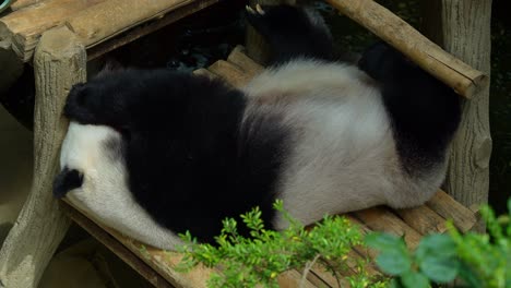 cute panda, ailuropoda melanoleuca, resting lazily on a wooden platform, sleeping peacefully in the afternoon on an idyllic day, breathing heavily and snoring.