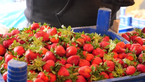 strawberries being harvested