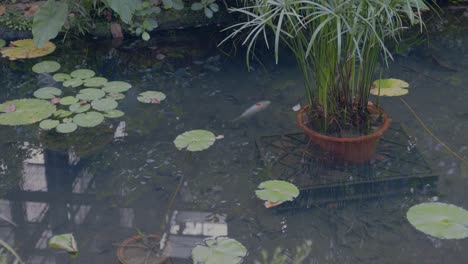 Un-Momento-Pacífico-De-Un-Pez-En-Un-Lago-Con-Hoja-De-Rana-En-La-Superficie