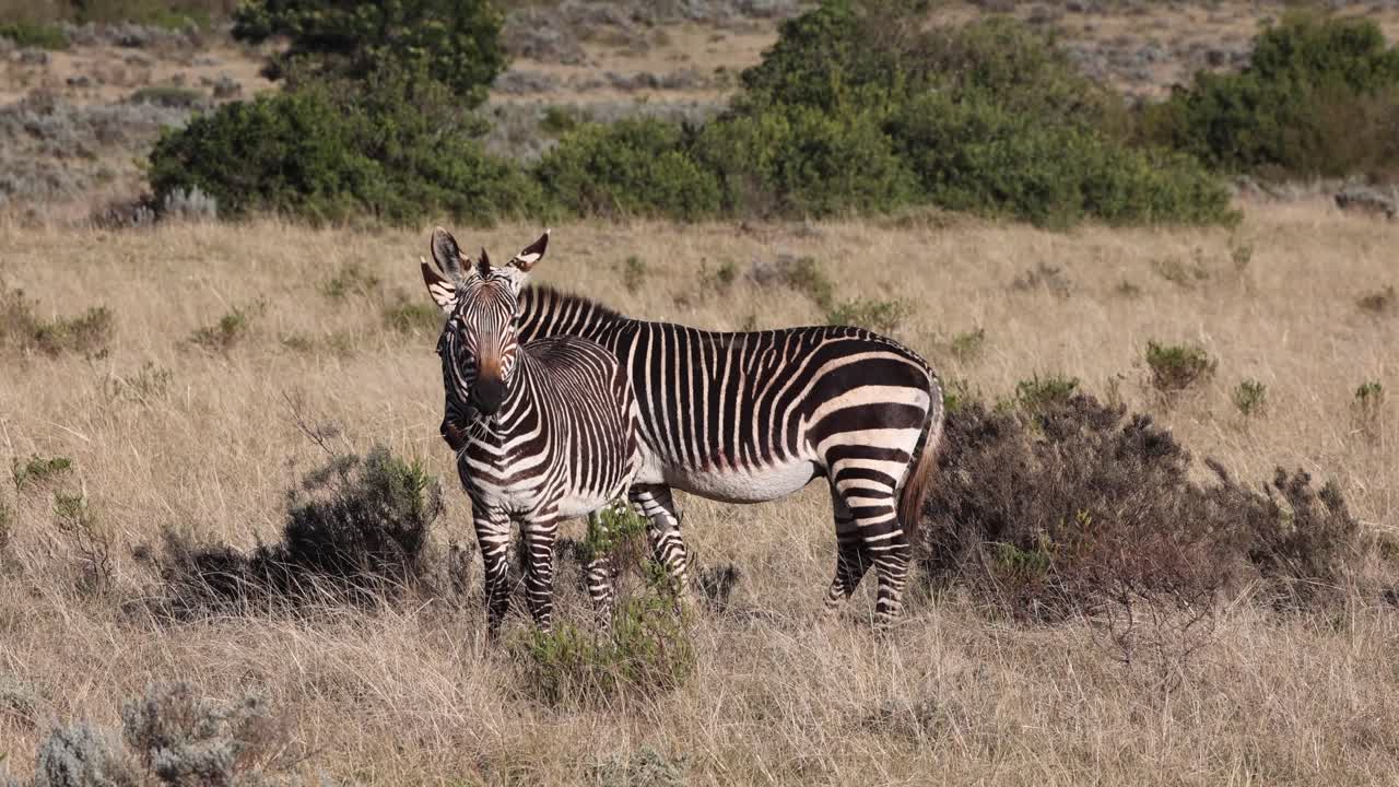 Zebra graze tall dry grass on breezy grassland savanna in South Africa