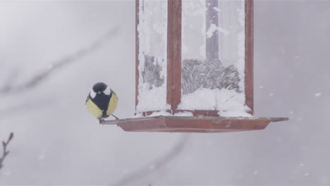 great tit on a bird feeder takes off during snowy winter in sweden, slow motion