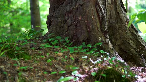 slow motion slide on beautiful moss in green forest