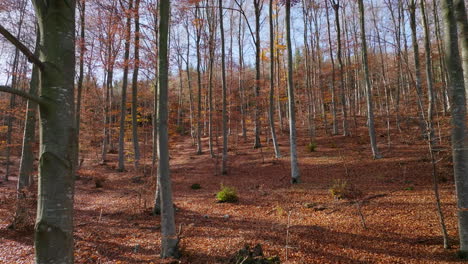 autumn forest landscape with fallen leaves