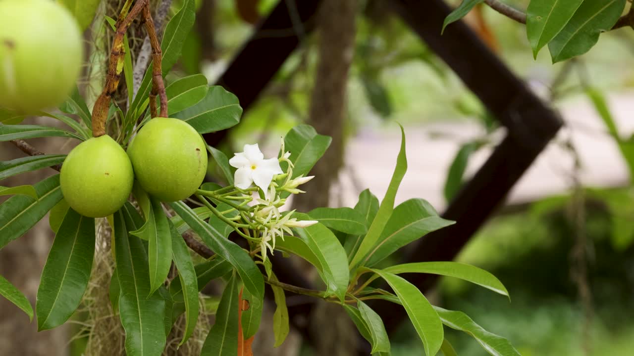 la fruta de cerbera odollam y las flores blancas en un entorno natural, capturadas con una iluminación suave y una cámara constante