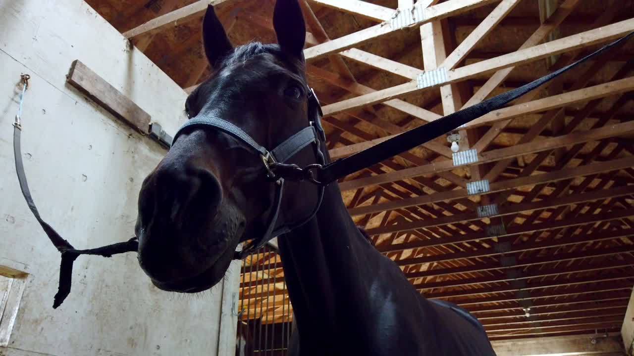 A black and huge  horse looking at me at a barn in Canada during summer.Victoria BCCLOSE UP SHOT