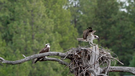 An-osprey-bringing-a-stick-to-the-nest-for-nest-building