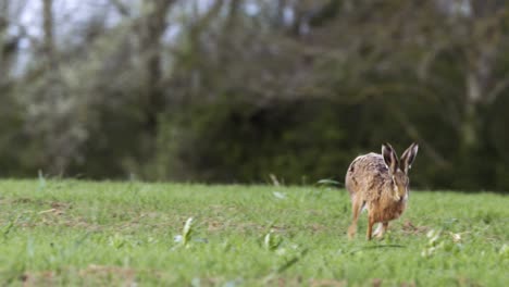 hare roaming on grassland 02