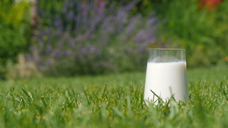 glass of milk on grass in a garden