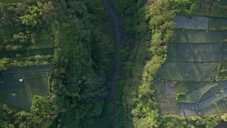 Toma-Aérea-De-Un-Dron-De-Barrancos-Cubiertos-De-árboles-Entre-Plantaciones