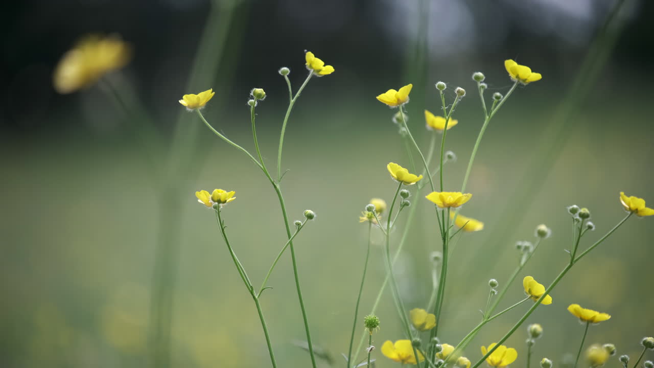 Forårsblomstrende gule smørblomster på en gammel eng, Worcestershire, England