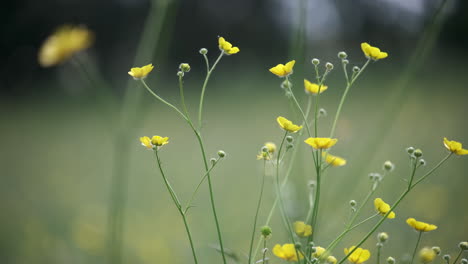 Frühling-Blühende-Gelbe-Butterblumen-Auf-Einer-Alten-Wiese,-Worcestershire,-England