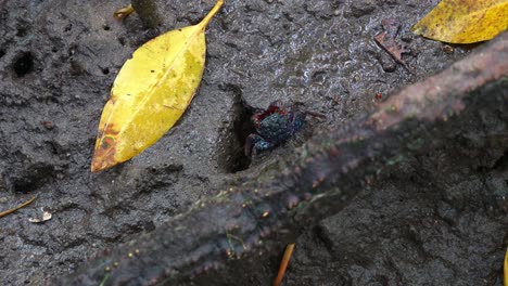 a tree-climbing crab moving on the mudflats, foraging for the food on the muddy floors of the mangrove wetlands, captured in a close-up shot during the low tide period