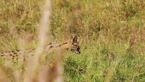 Toma-En-Cámara-Lenta-De-La-Caza-Serval-En-Pastizales-Exuberantes-Para-Presas-Pequeñas,-Abalanzarse-Y-Saltar,-Reserva-Nacional-En-Kenia,-Animales-De-Safari-De-áfrica-En-La-Conservación-Del-Norte-De-Masai-Mara
