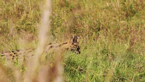 Slow-Motion-Shot-of-Serval-hunting-in-luscious-grasslands-for-small-prey,-pouncing-and-jumping,-National-Reserve-in-Kenya,-Africa-Safari-Animals-in-Masai-Mara-North-Conservancy