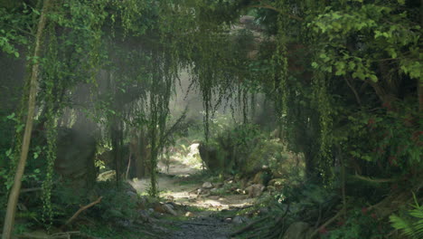 jungle path with sunlight streaming through