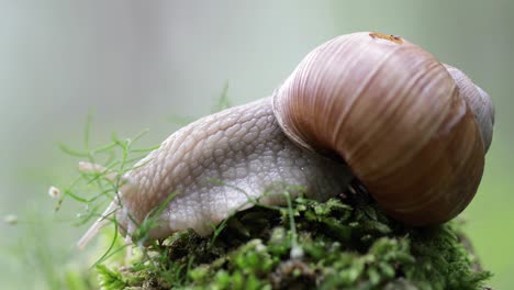 helix pomatia also roman snail, burgundy snail