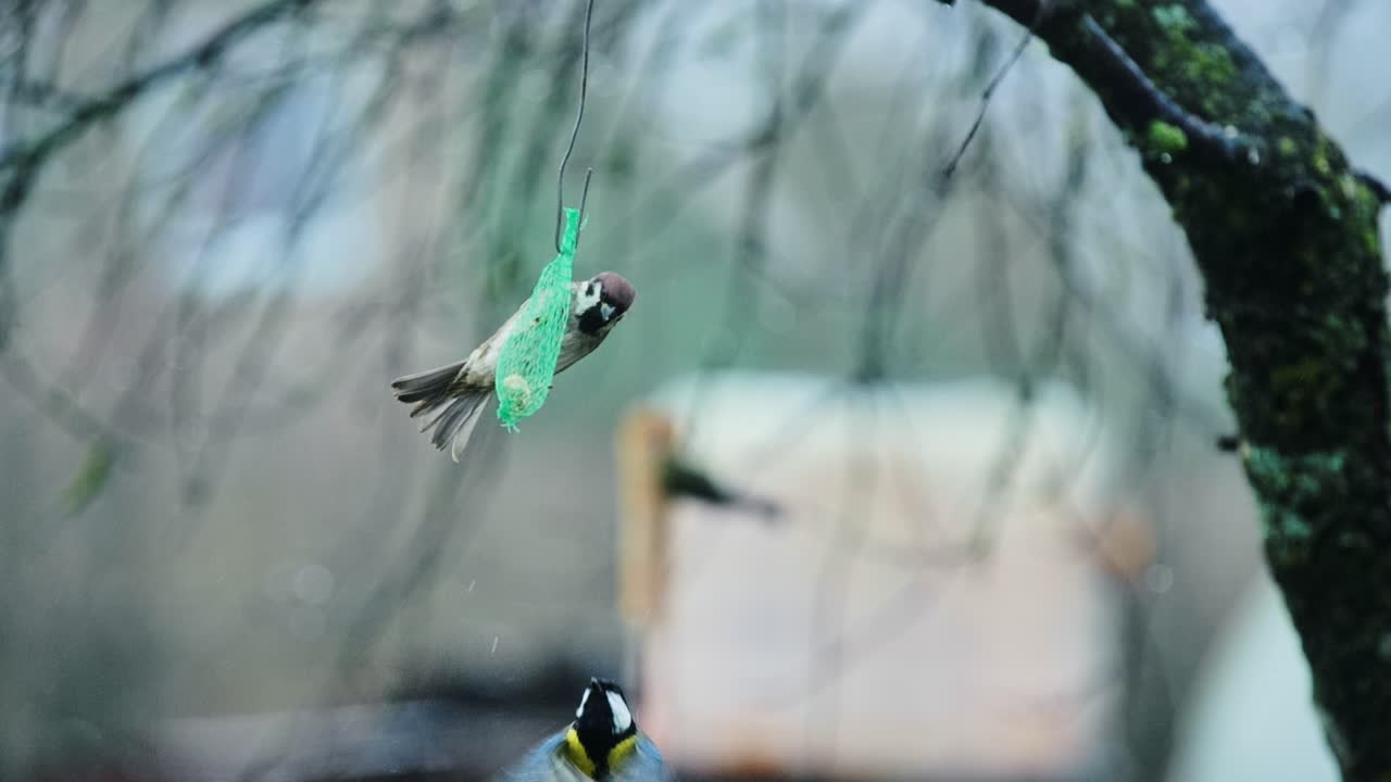 Aggressive sparrow scares tit off green bird feeder in rainy spring, slow motion