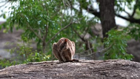 Un-Wallaby-De-Roca-Mareeba-Saltando-Lejos