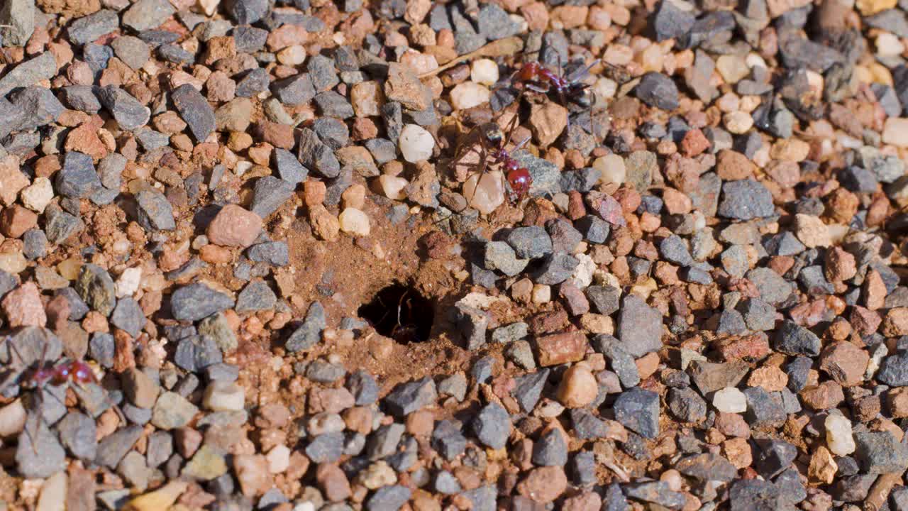Several ants move in and out of a small nest entrance in gravelly soil, performing busy work under natural daylight with a static macro perspective