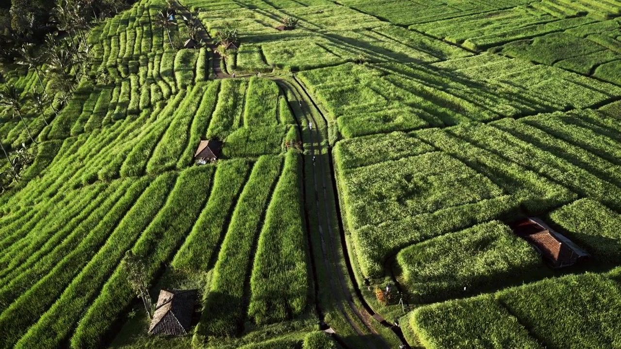 Jogging mattutino attraverso vivaci terrazze di riso verdi con persone che si allenano lungo sentieri rurali panoramici nella calda luce solare mattutina, riprese aeree con drone.