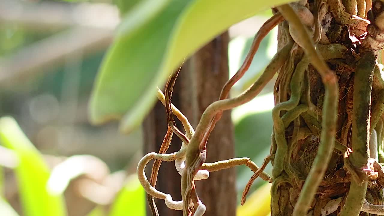 Detailed view of orchid roots and green leaves basking in natural sunlight.