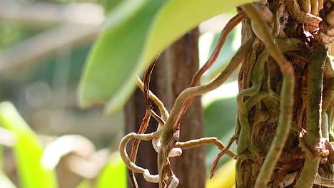 detailed view of orchid roots and green leaves basking in natural sunlight.