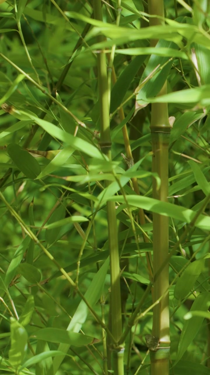 Un'inquadratura verticale di vivaci foglie e steli di bambù verdi che ondeggiano delicatamente alla luce naturale.