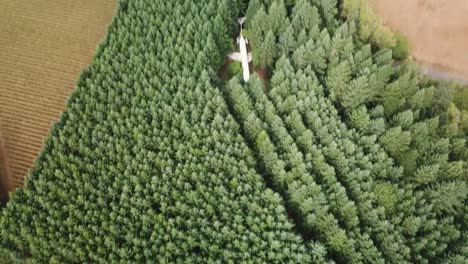 Tilt-Up-Aerial-View-on-Abandoned-Hidden-Airplane-in-The-Middle-of-Dense-Forest,-Oregon-USA