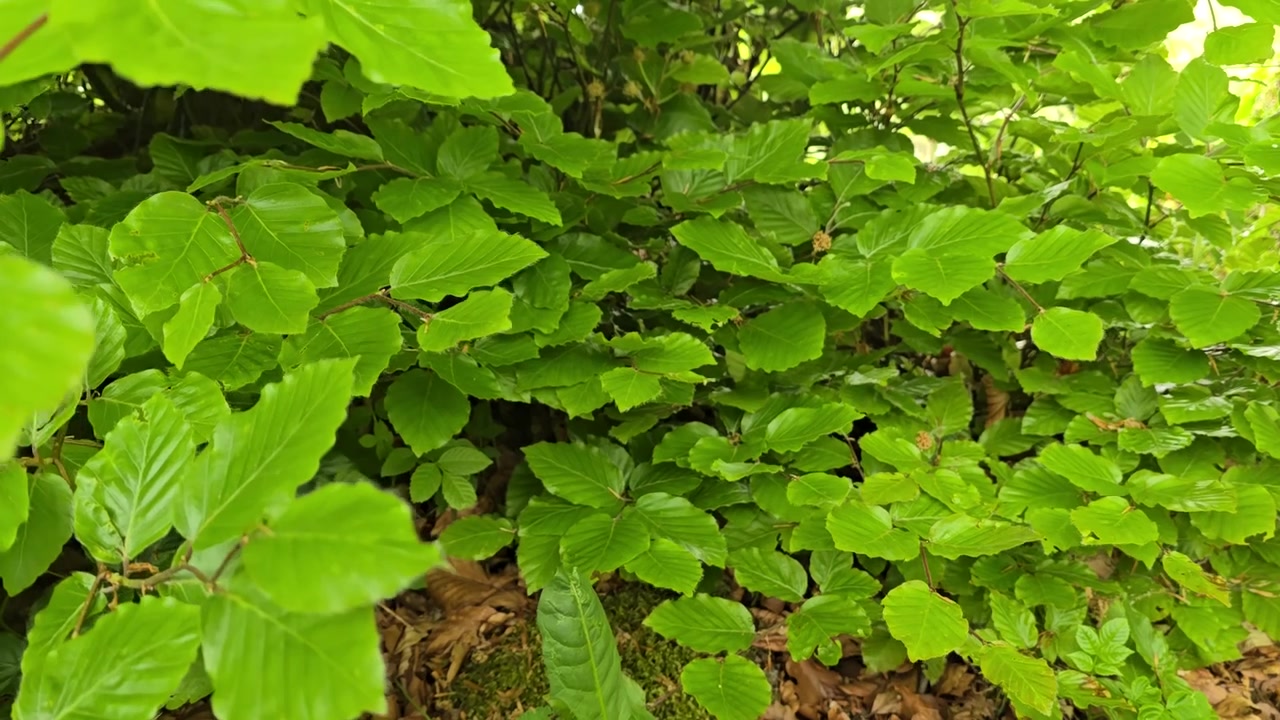 Nuove foglie verdi di nocciolo (Corylus avellana) 2