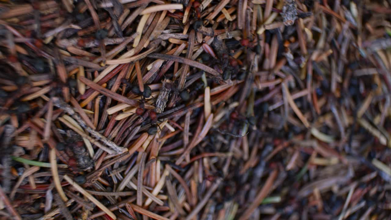 개미 랙 포커스가 있는 개미집