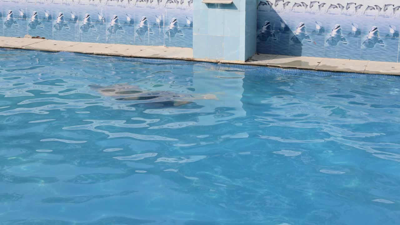 아침 에 은 물 을 가진 수영장 에서 헤엄치는 고립 된 젊은 남자