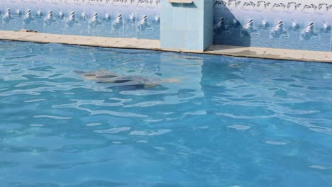 isolated young man swimming in pool with clear water at morning