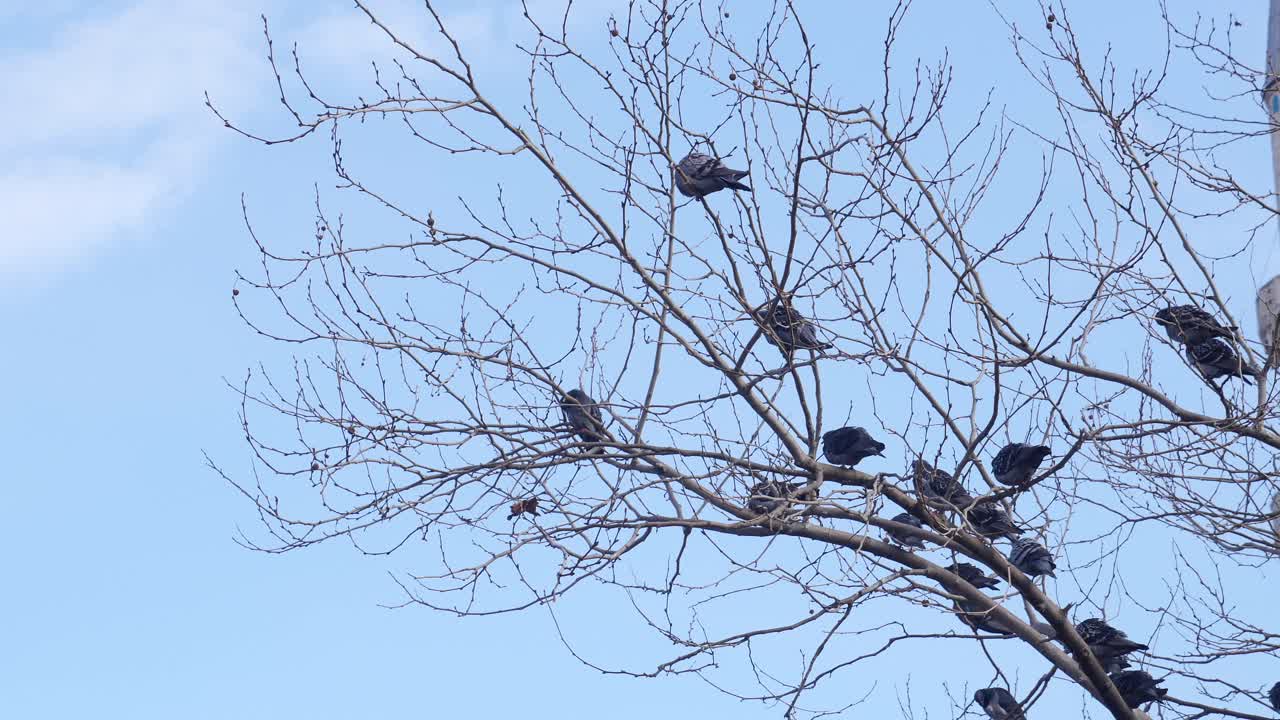 벌거벗은 나무에 있는 비둘기