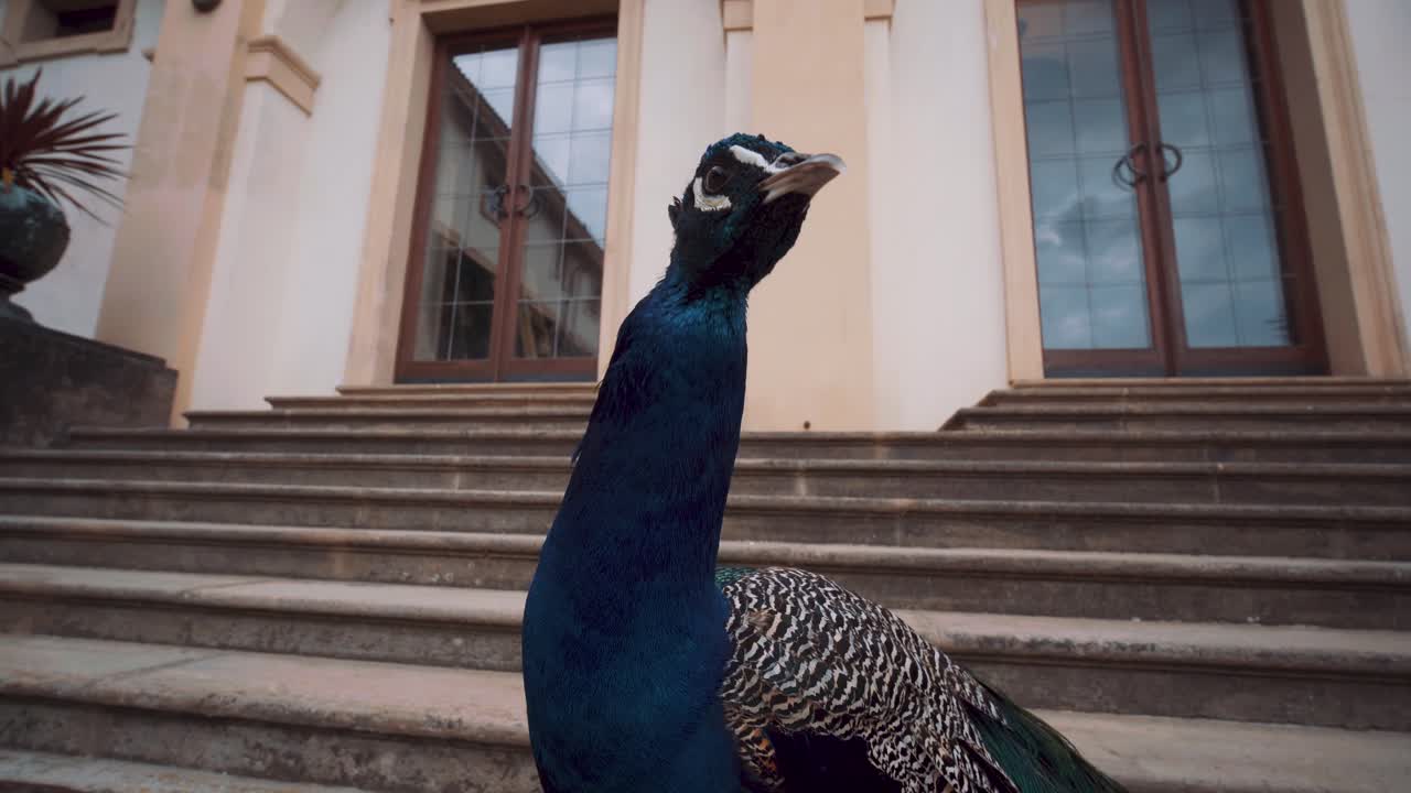 Un maestoso pavone guarda la fotocamera in fondo alla scalinata esterna nel giardino del palazzo Wallenstein
