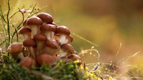 hongos armillaria de agarico de miel en un bosque soleado.