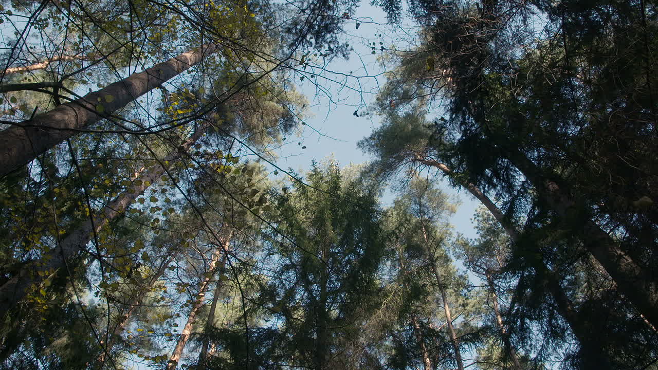 Deep Green Forest Green Woods 4