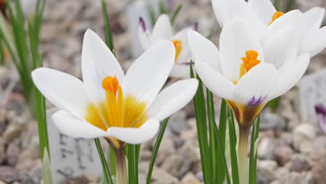 crocuses with beautiful flowers multicolored