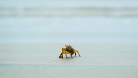 Criaturas-Del-Mar,-Bangladesh