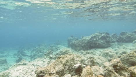 fondos marinos rocosos de paralia emplisi, grecia- filmación submarina