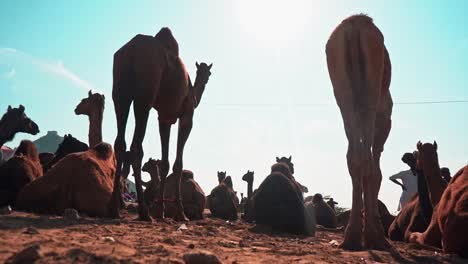 camels at a market in india