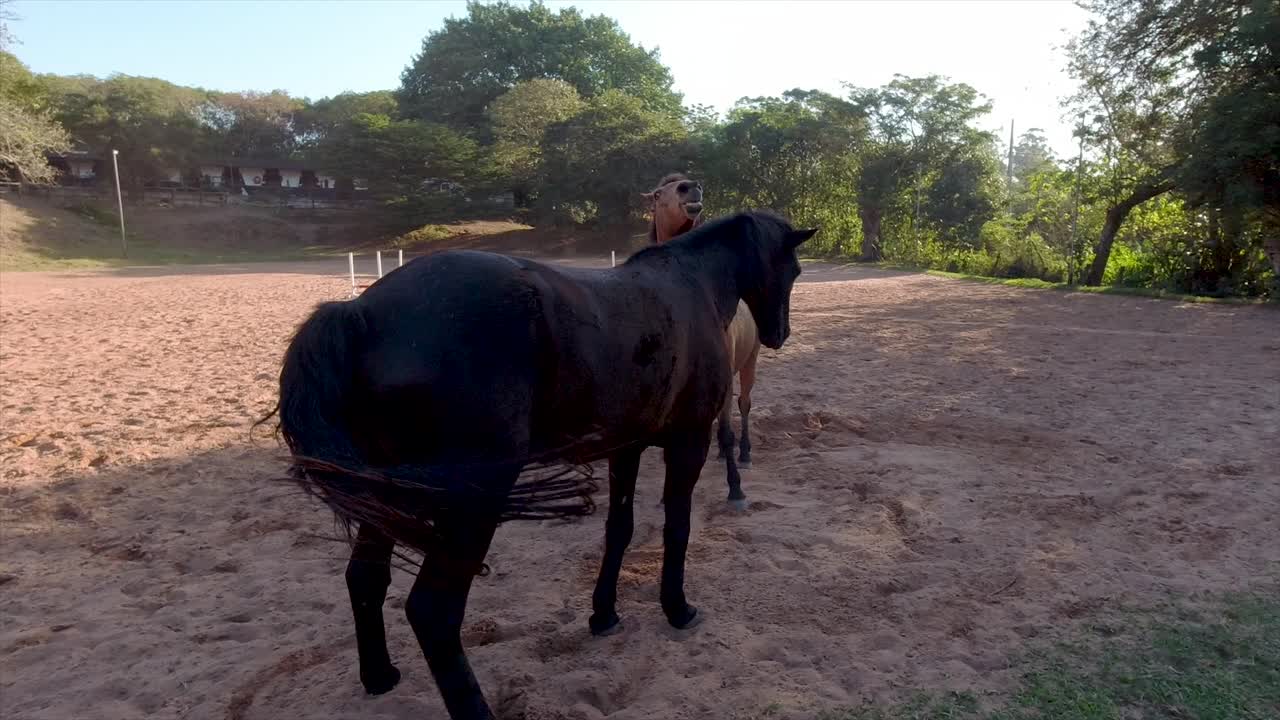 los caballos se pueden ver vagando, jugando y pastando en un amplio corral rodeado de exuberante vegetación en sus establos en yellow wood park durban