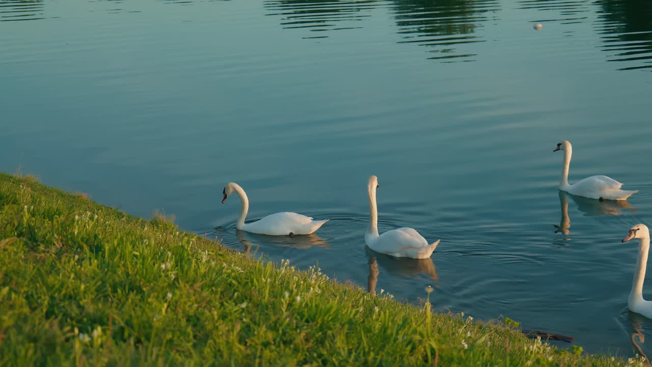 cuatro cisnes nadando cerca de una orilla de lago cubierta de hierba al atardecer en el lago jarun, zagreb
