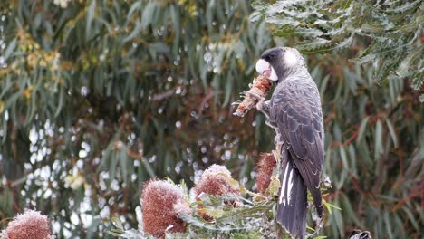 Ein-Einzelner-Schwarzer-Kakadu-Mit-Kurzem-Schnabel-Sitzt-Auf-Einem-Baum-Und-Frisst-Eine-Banksia-Blume,-Australien