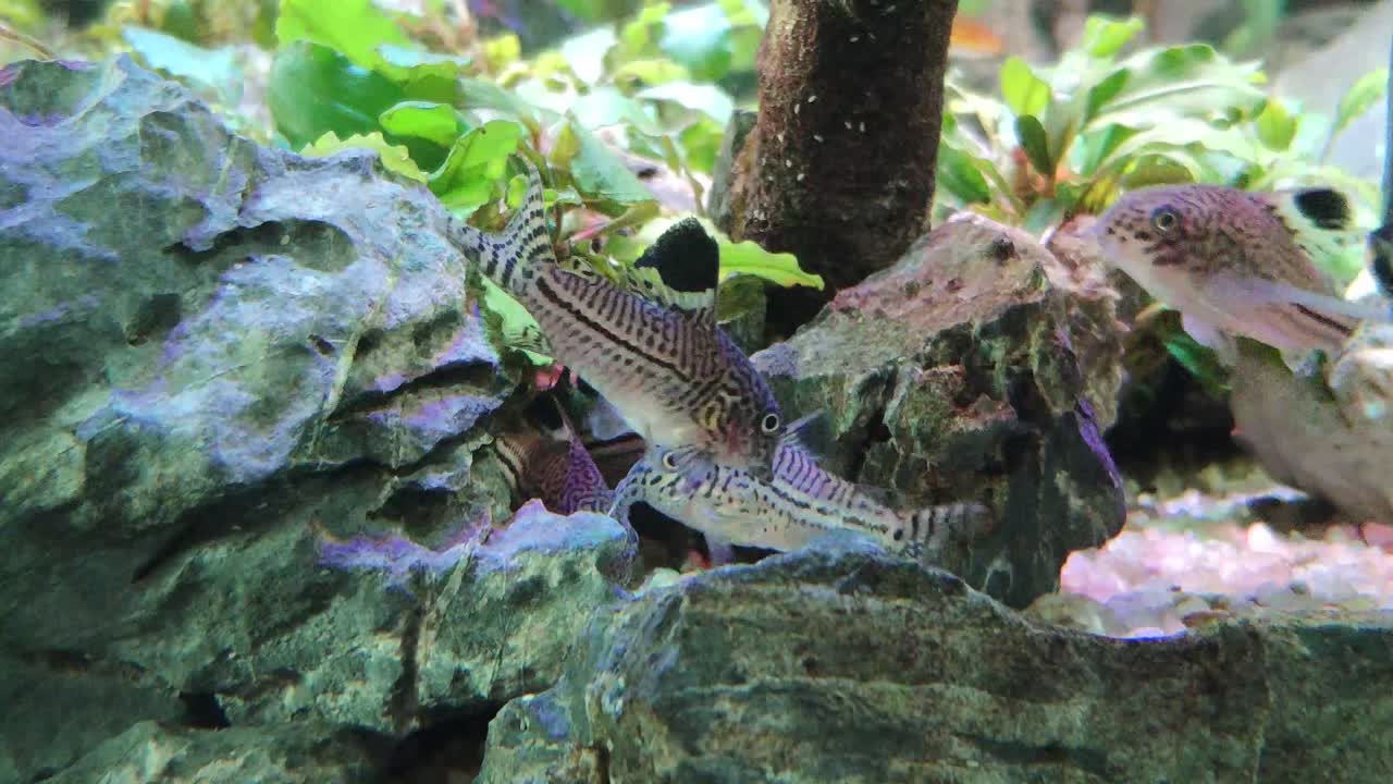 banco de peces corydoras alimentándose de una roca